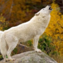 white-wolf_1332057701