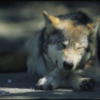 wolf-sleep-133083