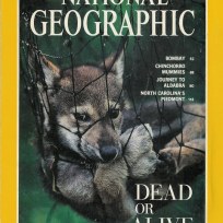 The cover of the March, 1995 issue of National Geographic Magazine shows juvenile red wolf (endangered) netted for study and release. (Image ID: WOL009-00079)