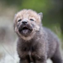 wolf-pup-cute-animals-pictures-pics
