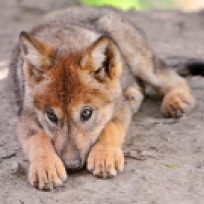 wolf-pup-reddish-coat